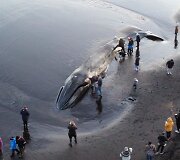 Islandijos paplūdimyje lietuvis užfiksavo bangų i&scaron;mestą nugai&scaron;usį banginį