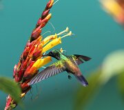 Kolibris 