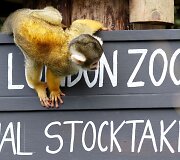 Kasmetinis gyvūnų sura&scaron;ymas Londono zoologijos sode