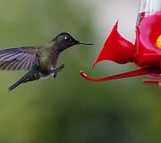 Kolibris Čilėje