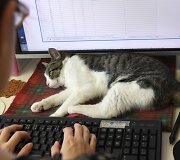 Nuo streso Japonijos darbuotojus gelbsti biuruose gyvenantys katinai