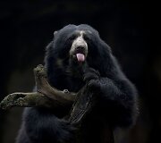 Buenos Airėse uždaromas zoologijos sodas