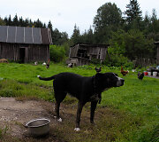 Birutės buitis