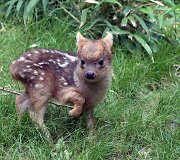Mieliausi zoologijos sodų mažyliai