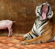 Tailando tigrų zoologijos sodo jauniklis auginamas su kiaulės jaunikliais