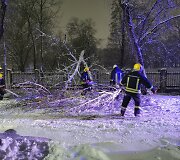 Nuvirtę medžiai B.Sruogos gatvėje