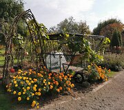 Moliūgas-karieta &Scaron;iaulių botanikos sode