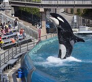 Orkų pasirodymas San Diego &bdquo;SeaWorld&ldquo; parke