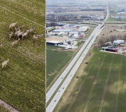 Greta Klaipėdos LEZ, kelio &Scaron;ilutė-Klaipėda, likus keliems &scaron;imtams metrų iki Jakų žiedo, kelinta diena pastebima stirnų kaimenė.