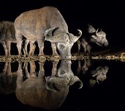 Pietų Afrikos Respublikos gamtos rezervate užfiksuoti naktį vandenį geriantys gyvūnai