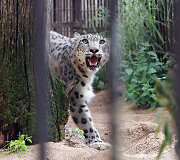 Snieginis leopardas