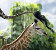 Singapūro zoologijos sode gimęs žirafos jauniklis