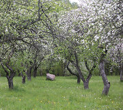 Pučkorių sodas