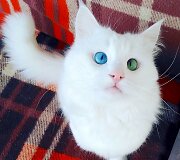 10 tūkst. sekėjų tinkle &bdquo;Instagram&ldquo; turinti katė Alos