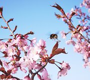 Sakuros