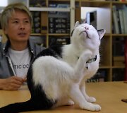 Nuo streso Japonijos darbuotojus gelbsti biuruose gyvenantys katinai