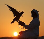 Sakalų augintojas Abu Dabyje