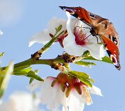 Nepakartojamo grožio egzoti&scaron;ki drugeliai
