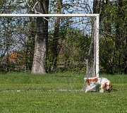 Futbolo vartai Jaroslavlyje, Rusijoje