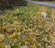 Auksinis ruduo Vilniuje
