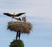 Kauno rajone, &Scaron;lienavoje, gyvenančių Genovaitės ir Evardo sodyba &ndash; tikras gandrų rojus