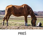Zabava. Kitaip dar vadinta mamyte. Pirmąją savaitę buvo įnirtingai kovojama dėl jos gyvybės. Paveikta leptospirozės, ji negalėdavo atsikelti. Todėl ją reikėdavo statyti ant kojų ir stiprinti. Savanoriai jai nuolat kartojo: &ldquo;tu stipri, tu nepasiduosi, tu i&scaron;gyvensi&rdquo;. Ir i&scaron; tikrųjų ji nepasidavė, o dab