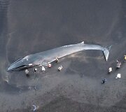 Islandijos paplūdimyje lietuvis užfiksavo bangų i&scaron;mestą nugai&scaron;usį banginį