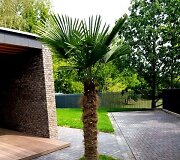 Sandros ir Aido kieme Vilniuje augančios palmės