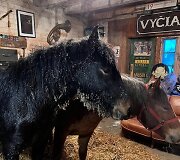 Žirgas Peronas ir jo gelbėjimo operacija