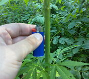 Marihuana