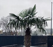 Žiemojanti palmė Sandros ir Aido namų kieme Vilniuje