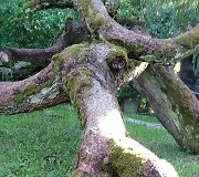 Dabulevičių maumedis Kybartuose