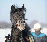 Sartų lenktynės vyko jau 106-ąjį kartą