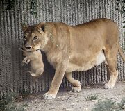Liūto jaunikliai su mama Hopenhagos zoologijos sode (2013 m. liepos mėn.)