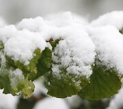 Žali medžių lapai padengti sniegu