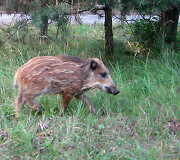 &Scaron;erniukas