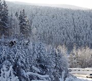 Mi&scaron;kas žiemą