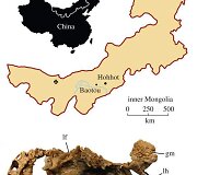Psittacosaurus gobiensis