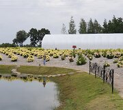 Panevėžio rajone įsikūręs Hortenzijų parkas