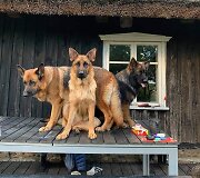 Živilės Čepulienės augintiniai 