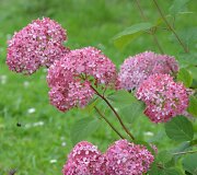 &Scaron;viesioji hortenzija (Hydrangea arborescens &bdquo;Invincibelle&ldquo;)