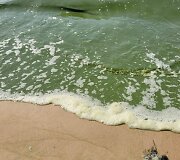 Baltijos jūros vandens &bdquo;žydėjimas&ldquo;