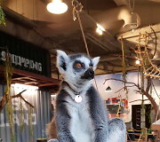 Spalis &bdquo;Zoopark&ldquo; &ndash; i&scaron;skirtinės pramogos ir nemokamos ekskursijos