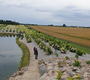 Panevėžio rajone įsikūręs Hortenzijų parkas