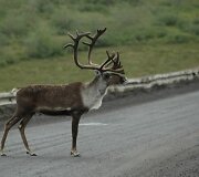 &Scaron;iaurės elnias Daltono greitkelyje