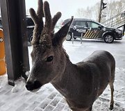 Stirninas Jaukutis Panemunės muitinės poste