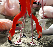 Flamingai Vokietijos zoologijos sode