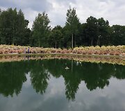 Panevėžio rajone įsikūręs Hortenzijų parkas