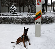 Belgų aviganė Octavia