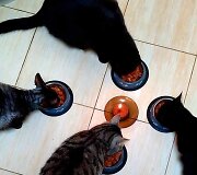 Mildos katinai &ndash; Bupis, Drakas, Hadas ir Toras